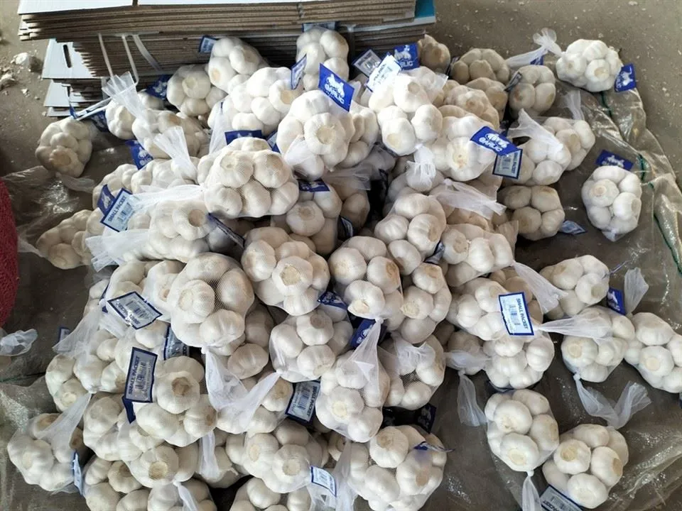 Net cho'ntagi sarimsoq